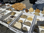 IX Mesa de Intercambio de Minerales y Fósiles de Alicante. 